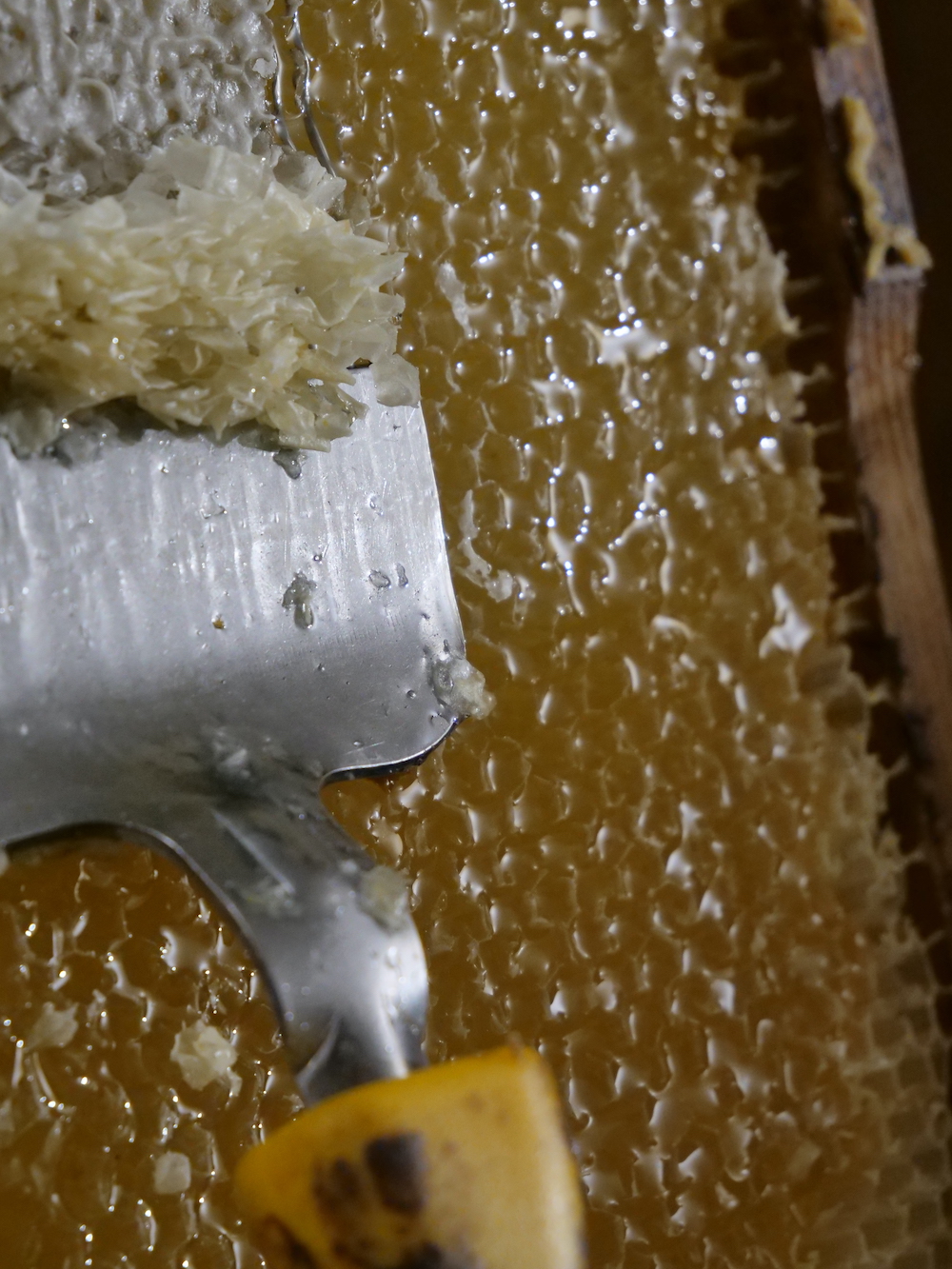 Eine Honigwabe wird mit einer speziellen Gabel entdeckelt. Hierbei werden die verschlossenen Wabenzellen geöffnet.